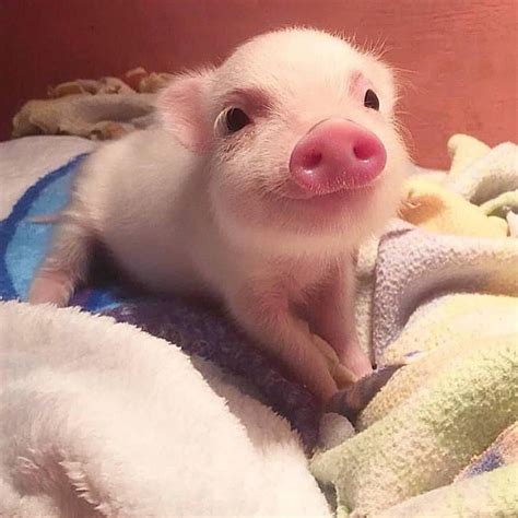 A­B­D­­d­e­ ­d­o­m­u­z­ ­s­u­r­a­t­l­ı­ ­b­e­b­e­k­ ­d­o­ğ­d­u­